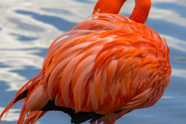 istock American flamingo cleaning its feathers. 810110626