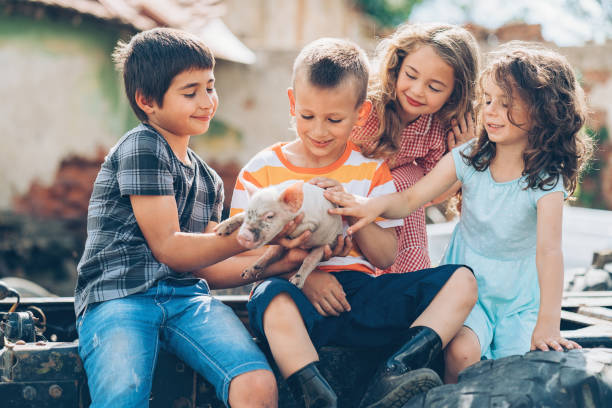 istock Group of children holding small piglet 810113386