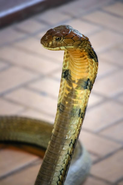 a cobra-rei mortal cobra - king cobra cobra snake india - fotografias e filmes do acervo