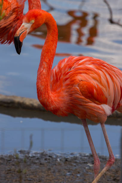 istock A single american flamingo walking on the pond 810114340