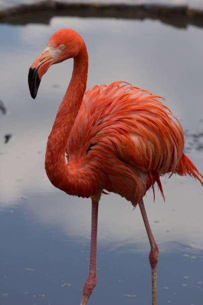 istock A single american flamingo walking on the pond 810114656