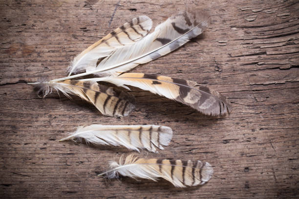 istock Feathers of a bird on a wooden background 810117348