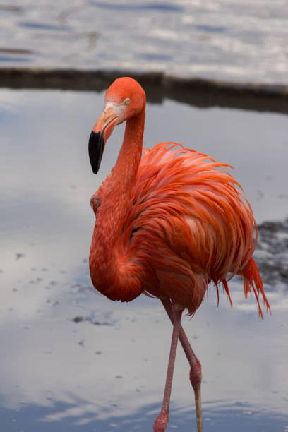 istock A single american flamingo walking on the pond 810117506