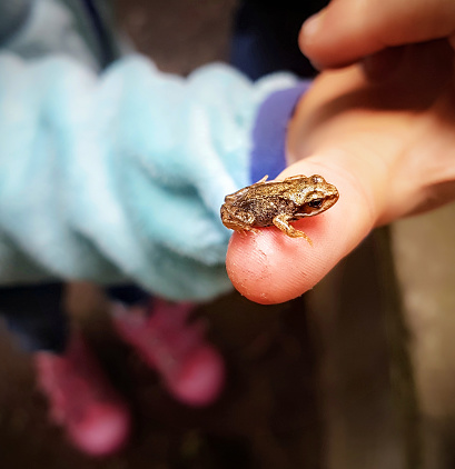 A very small young frog, sitting on a child's thumb.