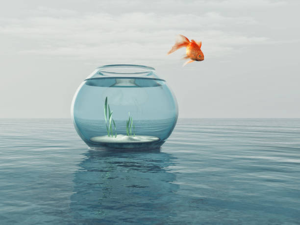 istock Goldfish in a bowl jumping 810130116