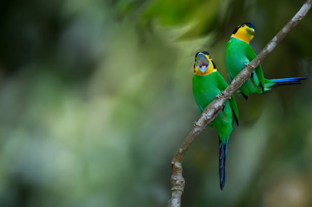 istock Cute pair of Long tailed Broadbill bird opening mouth 810130462