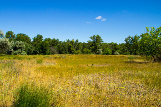 istock Summer landscape with green trees, meadow and blue sky 810130540