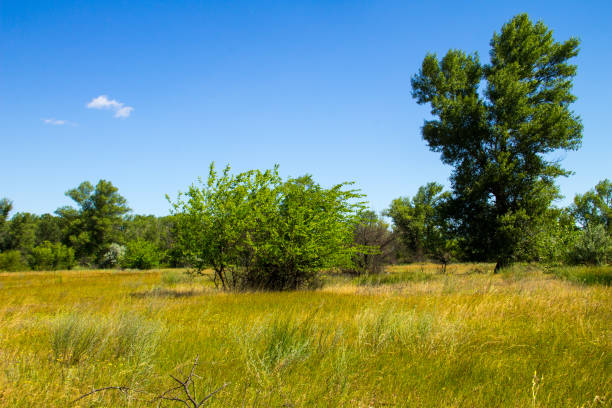 istock Summer landscape with green trees, meadow and blue sky 810130544