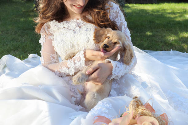 istock Puppy on wedding day 810137388