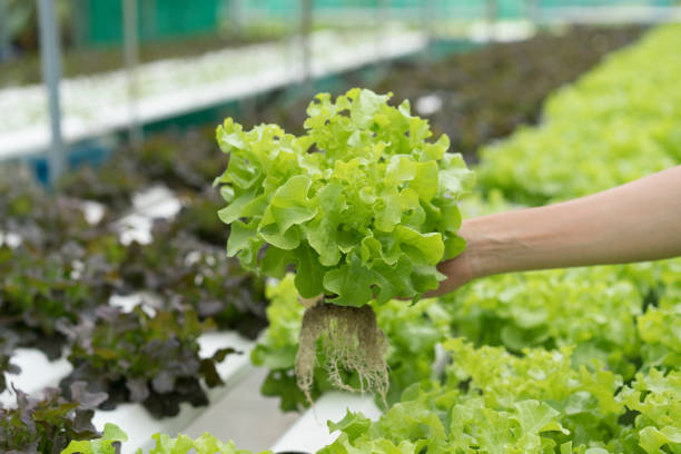 istock Close up hand holding hydroponics plant 810137516