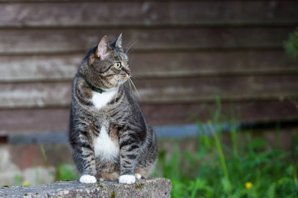 istock Domestic  cat outdoors sitting near wooden wall 810137604