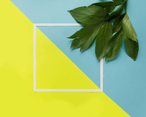 istock Green leaves on color blue and yellow background 810137974