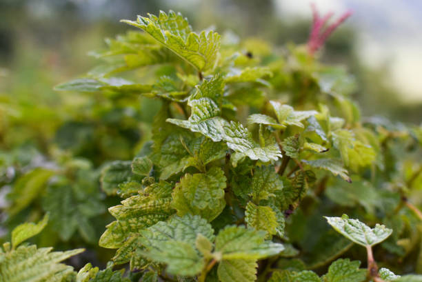 istock Cute green plant in mountain 810144478