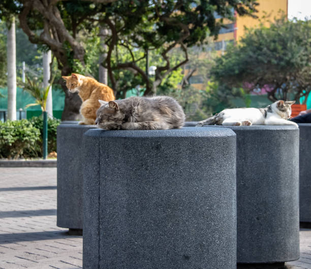 ペルー国リマ市ミラフローレス区のケネディ公園 (猫の公園) で猫 - kitten cats animals and pets formal garden ストックフォトと画像