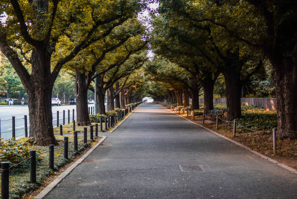 istock Tree tunnel at city in Japan 810144718