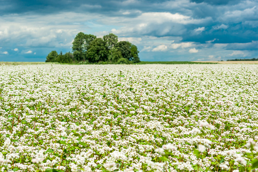 Buckwheat blooms in the field. White flowers. Sky with dark clouds.