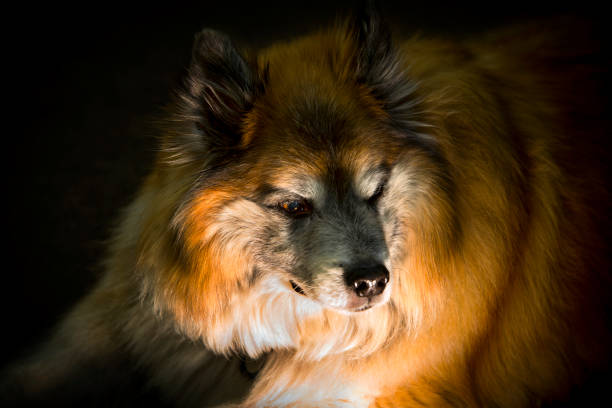 A tri-color dog sits quietly in the night sky.