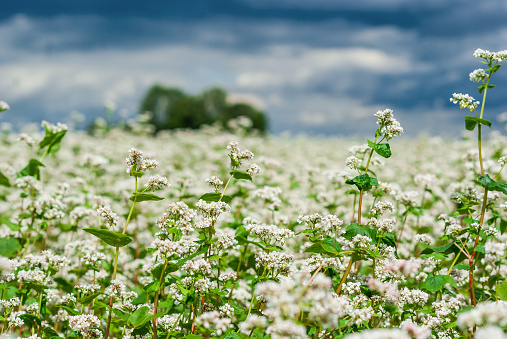 Buckwheat blooms in the field. White flowers. Sky with dark clouds.