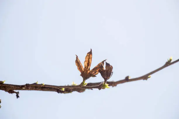 A unique photo of bright tender offshoot  of a tree growing