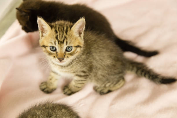 istock Tiger striped kitten on pink blanket 810155996