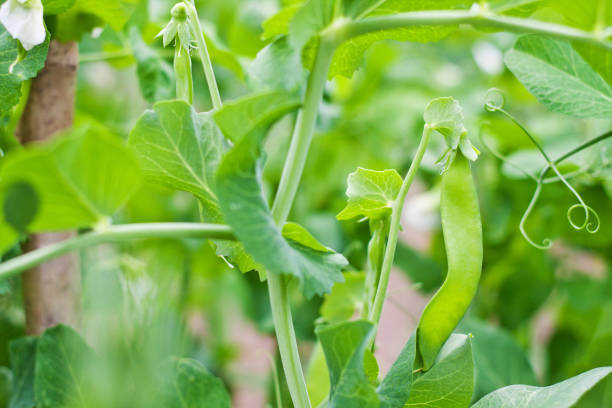 istock Bright juicy ripe peas ripen on a bed on a farm 810158568