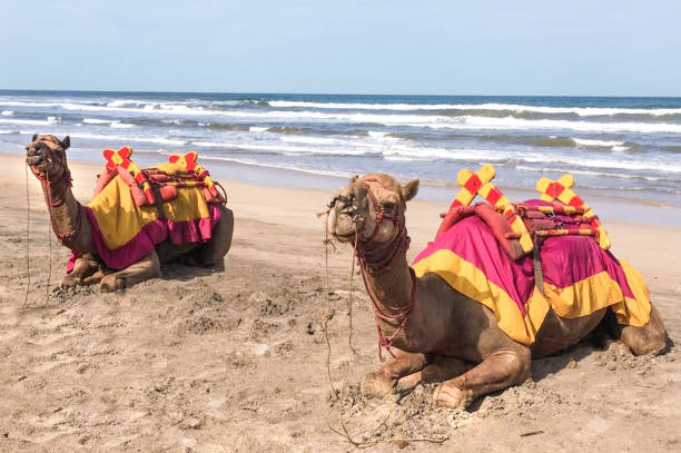 istock Camels at the Beach 810158660