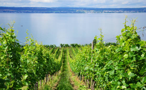 viñedos verdes entre meersburg y hagnau am bodensee en el lago de constanza, alemania - hagnau fotografías e imágenes de stock