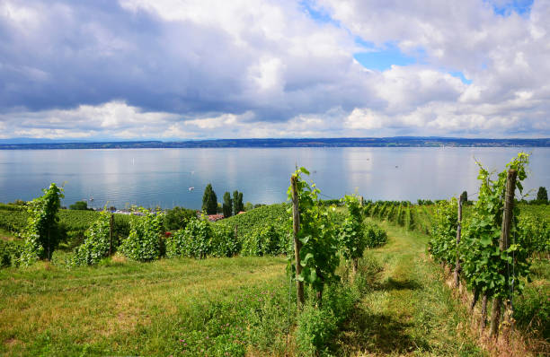 viñedos verdes entre meersburg y hagnau am bodensee en el lago de constanza, alemania - hagnau fotografías e imágenes de stock