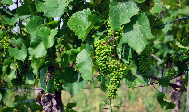 widok z bliska na zielone winogrona w winnicach między meersburgiem a hagnau nad jeziorem bodeńskim, niemcy - hagnau zdjęcia i obrazy z banku zdjęć