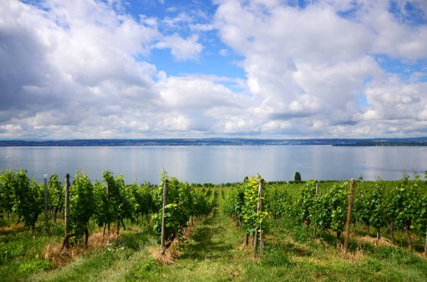 viñedos verdes entre meersburg y hagnau am bodensee en el lago de constanza, alemania - hagnau fotografías e imágenes de stock