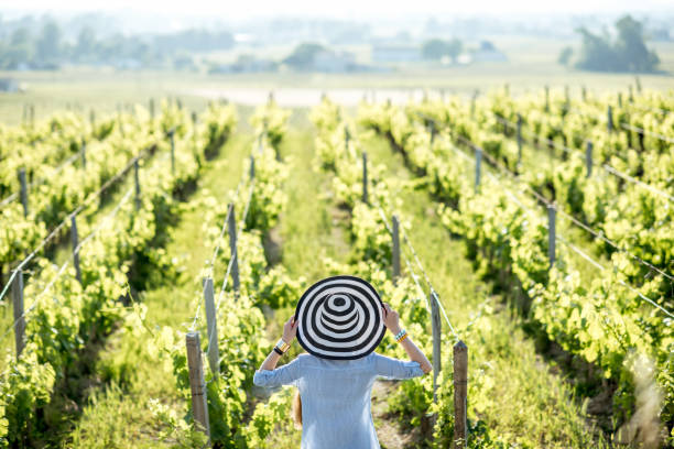 The owner of a small vineyard in Sweden is walking on his filed checking the plants.