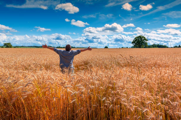 istock Field with ripening wheat and happy farmer 810166138