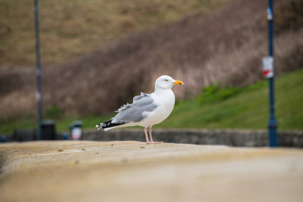 istock A Herring Gull stading on a wall next to a beach on Anglesey, North Wales 810166260