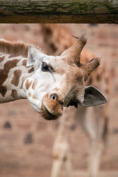 close up of a giraffes face - length south high up climate imagens e fotografias de stock