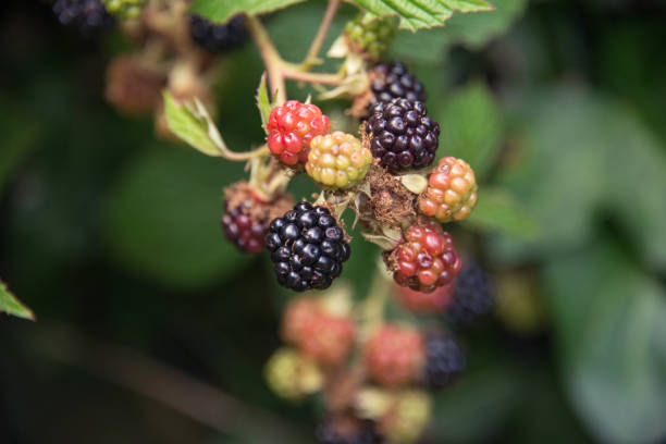 istock Blackberries in a garden 810166320