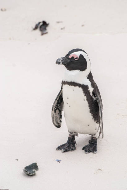 istock An African penguin on a beach in False Bay, South Africa 810166330