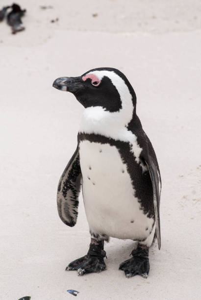 istock An African penguin on a beach in False Bay, South Africa 810166346