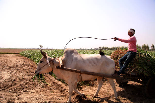 Farmer riding ox cart Young farmer of Indian ethnicity riding ox cart loaded with sorghum crop near green field. bullock cart india stock pictures, royalty-free photos & images