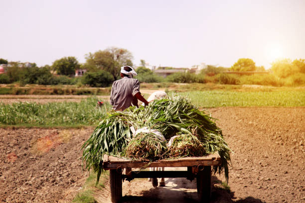 Farmer riding ox cart Rear view of Senior farmer of Indian ethnicity riding ox cart loaded with sorghum crop near village during summer season. bullock cart india stock pictures, royalty-free photos & images
