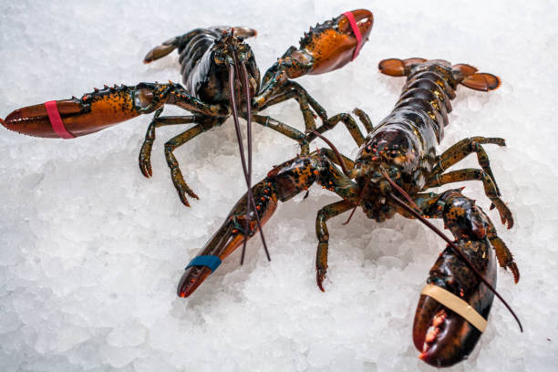 istock Two lobsters with tied mites 810171922