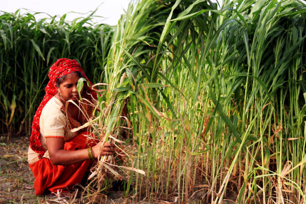 istock Female farmer working in the field 810172138