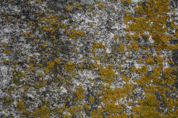 Rock and moss texture and background. Mossy stone background. Abstract texture and background for designers. Mossy stone texture. Closeup view of moss and rocks.