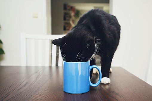 Domestic life with pets. Curious cat on the table drinking from mug.