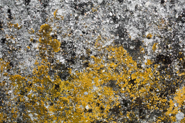 Rock and moss texture and background. Mossy stone background. Abstract texture and background for designers. Mossy stone texture. Closeup view of moss and rocks.