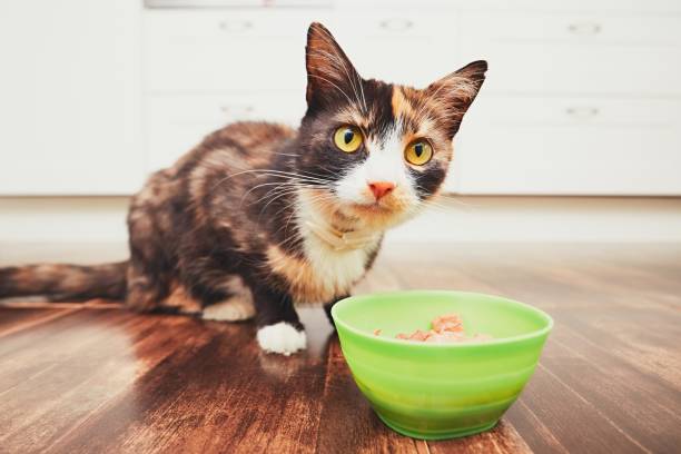 istock Cat eating from bowl in the kitchen 810178238