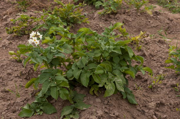 vue du plant de pomme de terre avec blom bouchent dans le domaine de la montagne, montagne de la plana - blom photos et images de collection