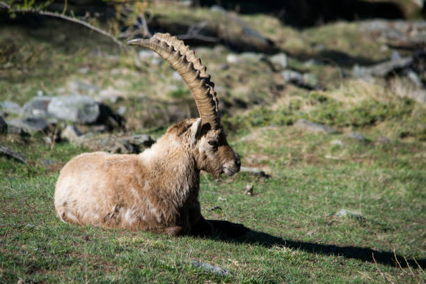 istock Alpine Ibex in your habitat 810182814