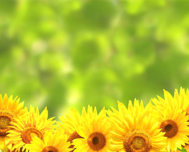 Bright yellow sunflowers on blurred green background. Copy space for your text