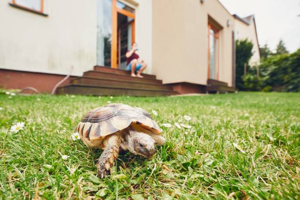 vida con animales domésticos - turtle grass fotografías e imágenes de stock