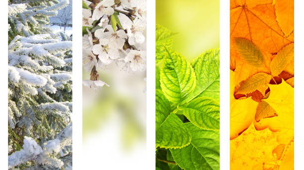 istock Four seasons of year 810195178